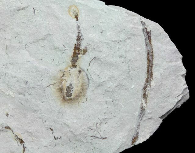 Ediacaran Aged Fossil Worms (Sabellidites) - Estonia #73515